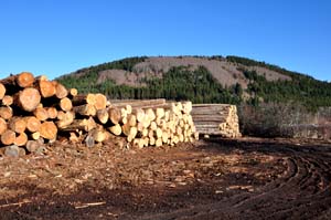 wood trade auvergne france