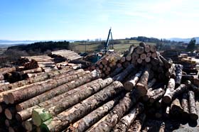 wood trade