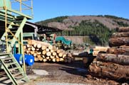 scierie tri des grumes